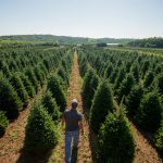 tree farm
