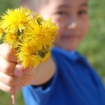 5 – Fresh Dandelion Picking Experience