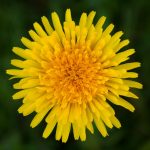 5 – Fresh Dandelion Picking Experience